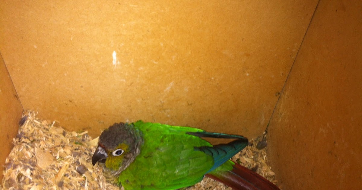 Parrot Breeding Green Cheeked Conure Egg